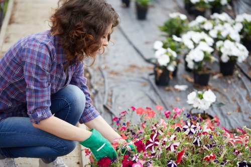 Skilled gardener trimming a formal hedge in a Wanstead front garden