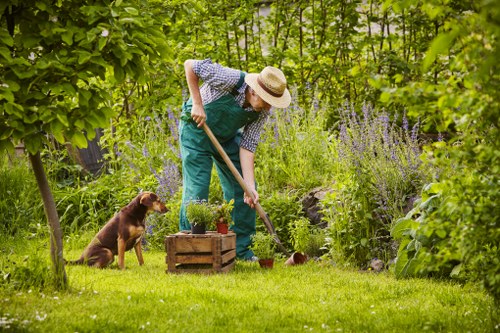 Healthy trimmed hedges enhancing garden aesthetics