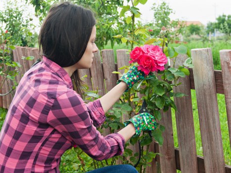 Benefits of professional tree lopping services