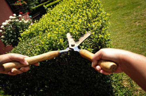 Transforming Wanstead gardens with expert hedge trimming