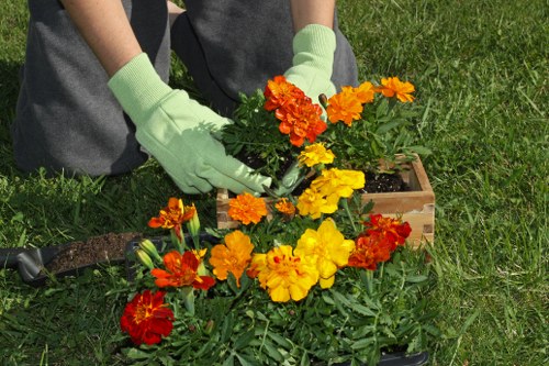 Customized hedge trimming services in Wanstead